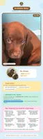 Ms. Brown, a female Labrador Retriever for sale in Whitney, TX – 7 of 10