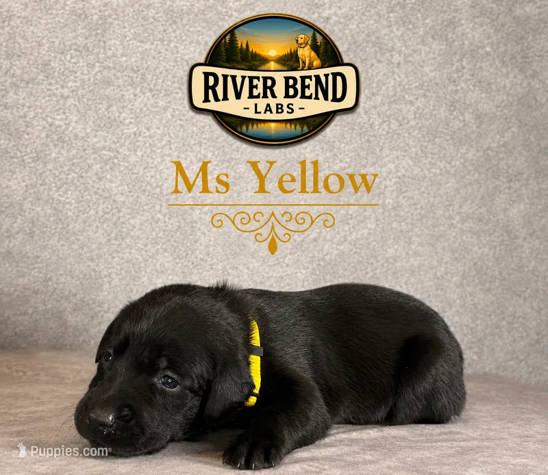 Ms Yellow – Labrador Retriever puppy for sale in Whitney, TX