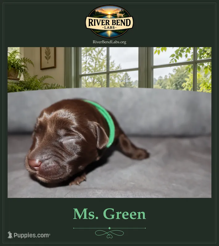 Miss Green – Labrador Retriever puppy for sale in Whitney, TX