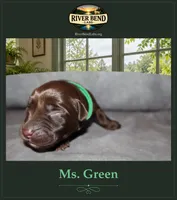 Miss Green, a female Labrador Retriever for sale in Whitney, TX – 1 of 2