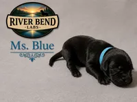 Ms. Gray, a female Labrador Retriever for sale in Whitney, TX – 4 of 9