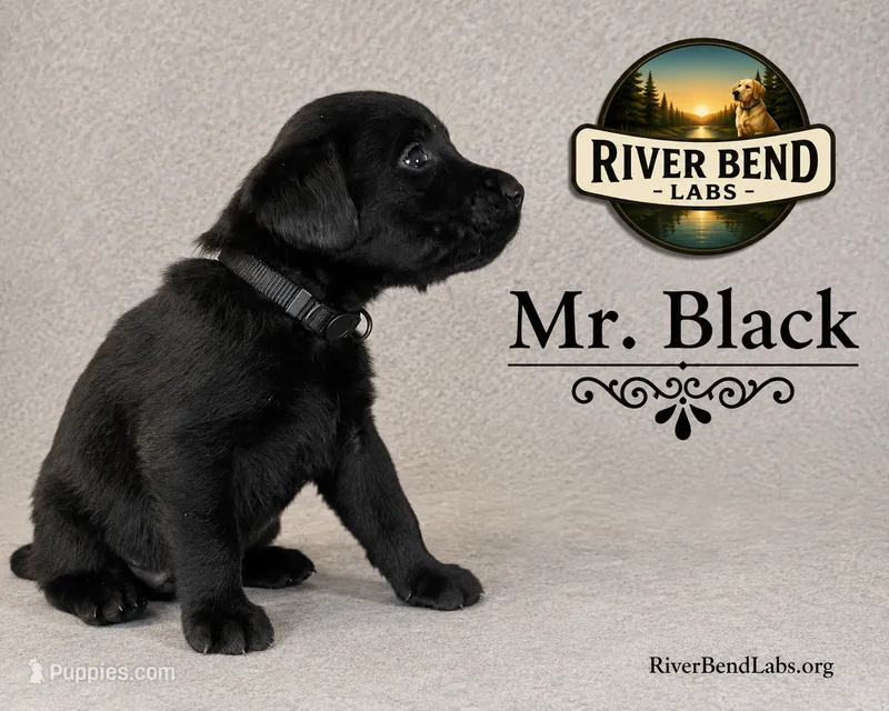 Mr. Black – Labrador Retriever puppy for sale in Whitney, TX