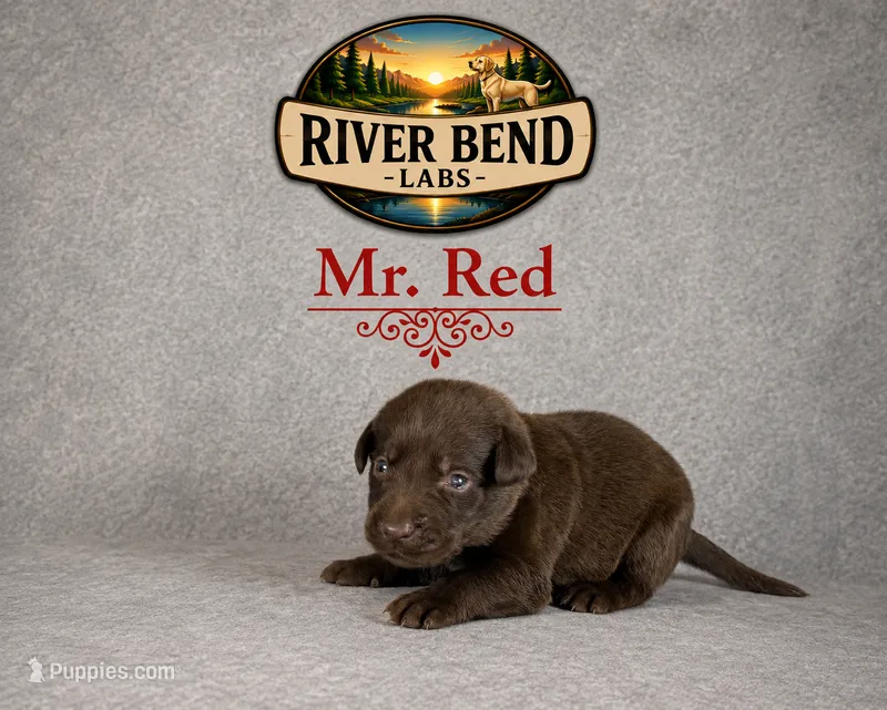 Mr. Red – Labrador Retriever puppy for sale in Whitney, TX