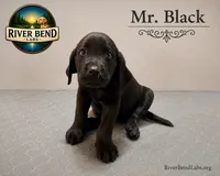 Mr. Black, a male Labrador Retriever for sale in Whitney, TX – 10 of 10