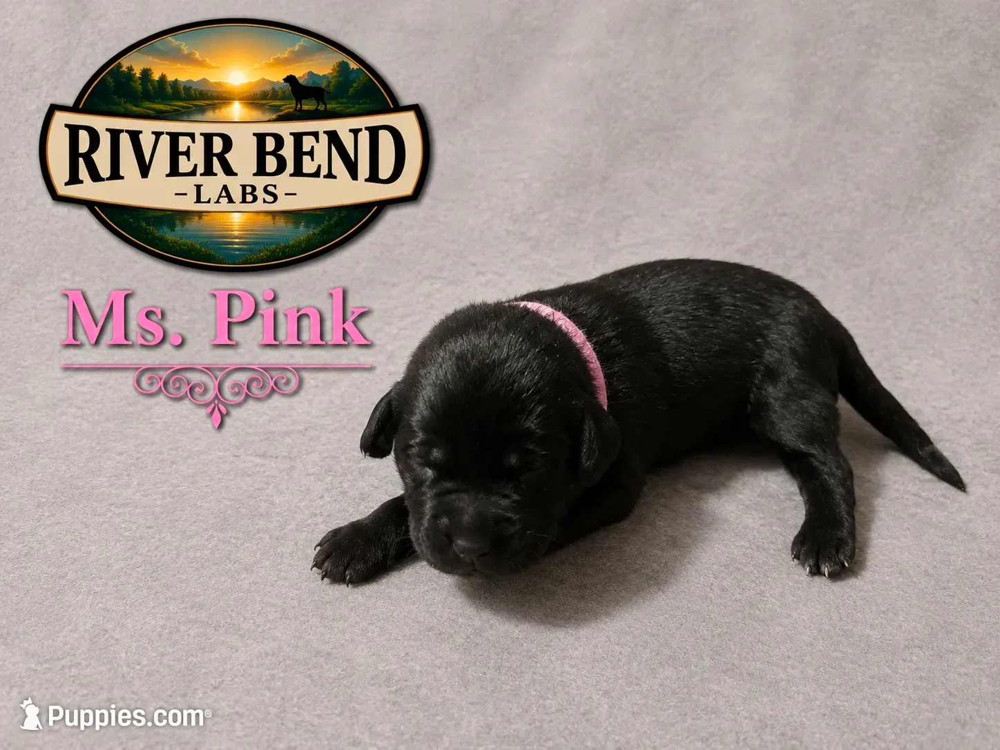 Ms. Pink, a female Labrador Retriever for sale in Whitney, TX – 4 of 9