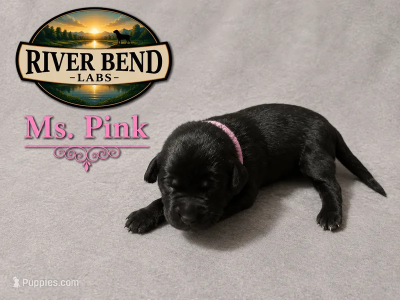 Ms. Pink – Labrador Retriever puppy for sale in Whitney, TX