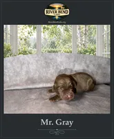 Mr. Gray, a male Labrador Retriever for sale in Whitney, TX – 2 of 2