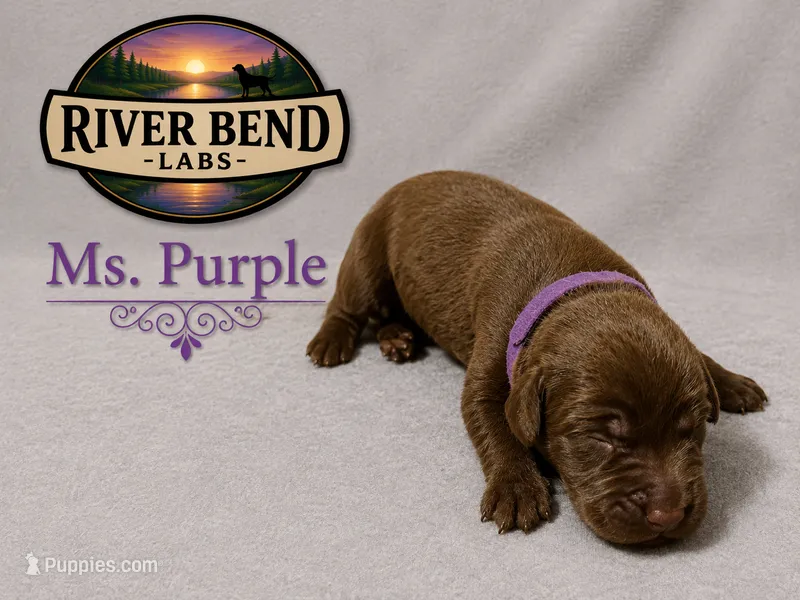 Ms. Purple – Labrador Retriever puppy for sale in Whitney, TX