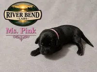 Mr. Orange, a male Labrador Retriever for sale in Whitney, TX – 7 of 9