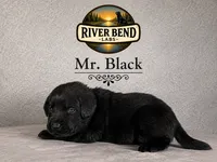 Mr. Black, a male Labrador Retriever for sale in Whitney, TX – 4 of 10
