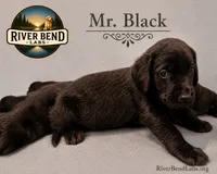 Mr. Black, a male Labrador Retriever for sale in Whitney, TX – 6 of 10
