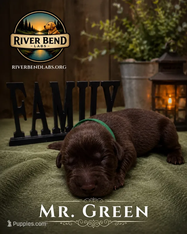 Mr. Green – Labrador Retriever puppy for sale in Whitney, TX