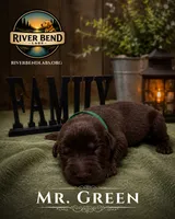 Mr. Green, a male Labrador Retriever for sale in Whitney, TX – 1 of 1