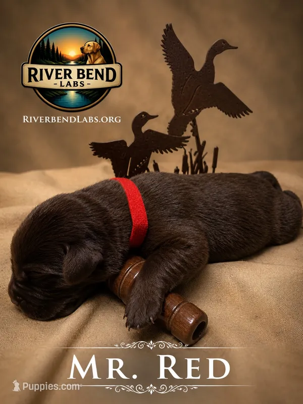 Mr. Red – Labrador Retriever puppy for sale in Whitney, TX
