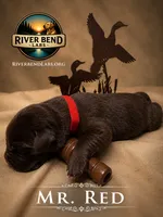Mr. Red, a male Labrador Retriever for sale in Whitney, TX – 1 of 1