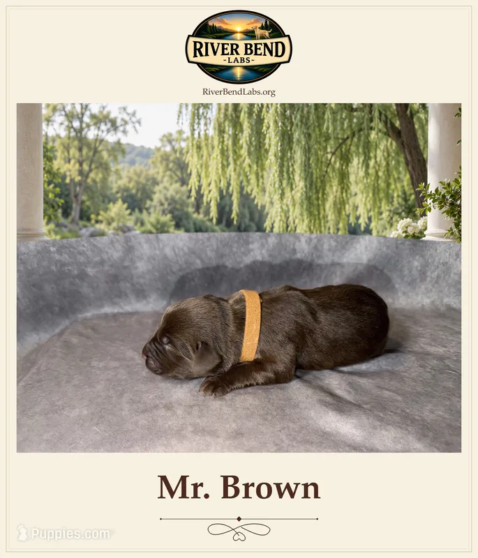Mr. Brown – Labrador Retriever puppy for sale in Whitney, TX