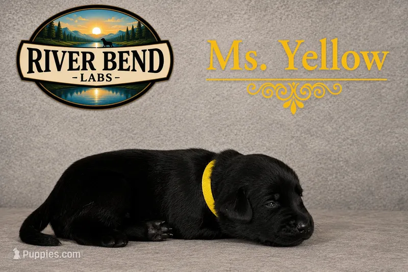 Ms Yellow – Labrador Retriever puppy for sale in Whitney, TX