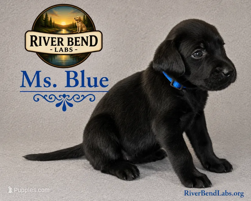 Ms. Blue – Labrador Retriever puppy for sale in Whitney, TX