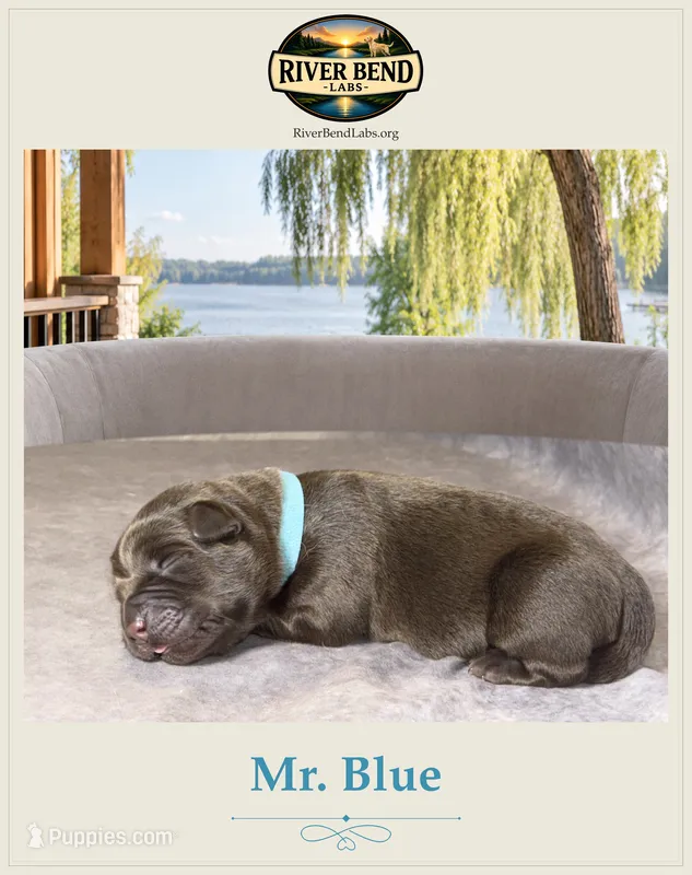 Mr. Blue – Labrador Retriever puppy for sale in Whitney, TX