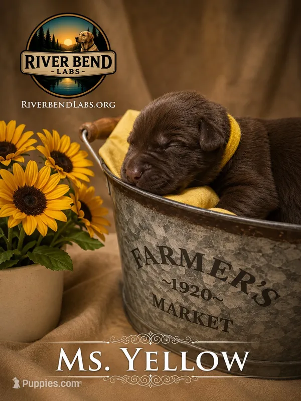 Ms. Yellow – Labrador Retriever puppy for sale in Whitney, TX