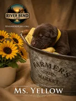 Ms. Yellow, a female Labrador Retriever for sale in Whitney, TX – 1 of 1