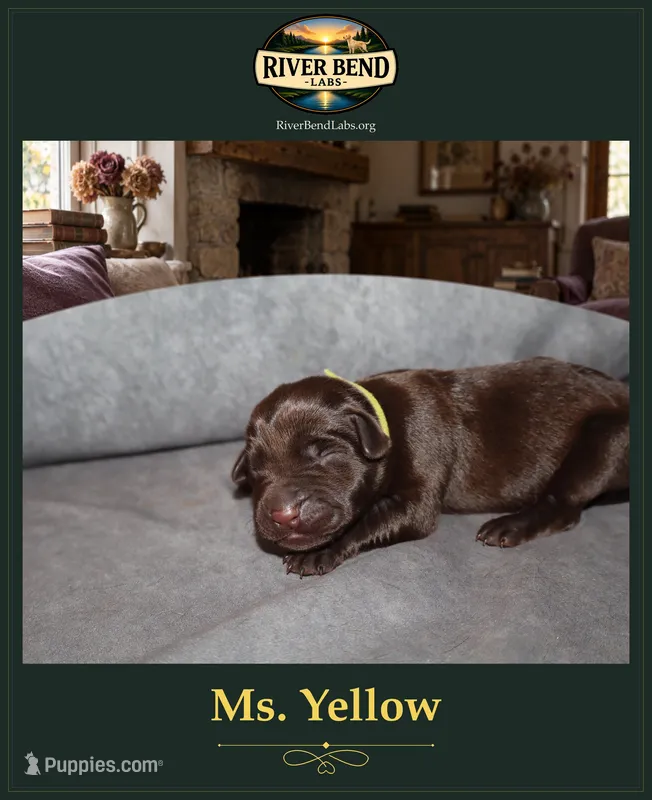 Miss Yellow – Labrador Retriever puppy for sale in Whitney, TX