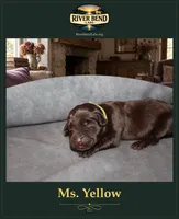 Miss Yellow, a female Labrador Retriever for sale in Whitney, TX – 1 of 2