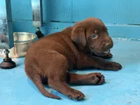 Ms. Brown, a female Labrador Retriever for sale in Whitney, TX – 8 of 10
