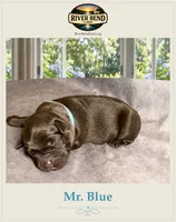 Mr. Blue, a male Labrador Retriever for sale in Whitney, TX – 2 of 2