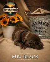 Mr. Black, a male Labrador Retriever for sale in Whitney, TX – 1 of 1