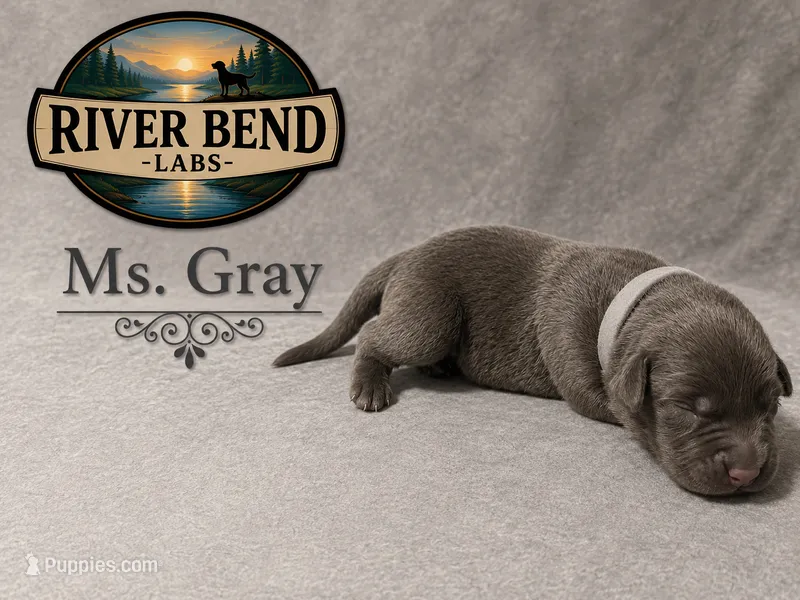 Ms. Gray – Labrador Retriever puppy for sale in Whitney, TX