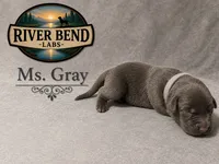 Ms. Gray, a female Labrador Retriever for sale in Whitney, TX – 1 of 9