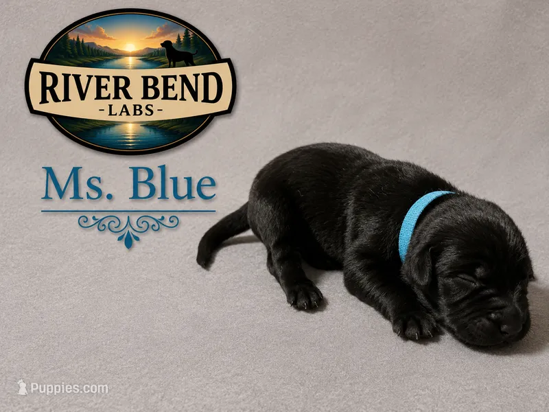 Ms. Blue – Labrador Retriever puppy for sale in Whitney, TX