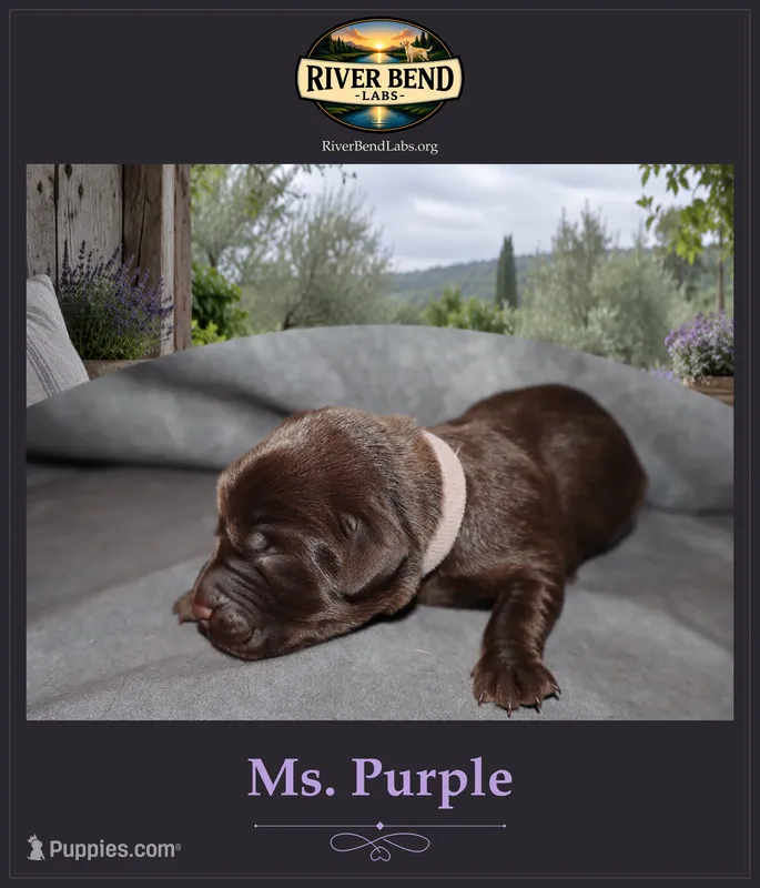 Miss Purple – Labrador Retriever puppy for sale in Whitney, TX