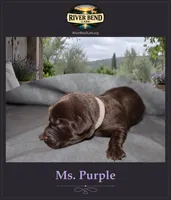 Miss Purple, a male Labrador Retriever for sale in Whitney, TX – 1 of 2