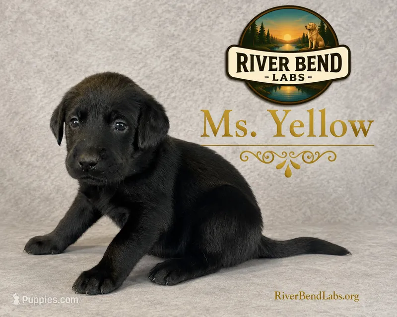 Ms Yellow – Labrador Retriever puppy for sale in Whitney, TX