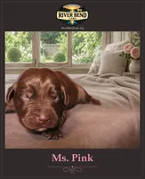 Ms. Pink, a female Labrador Retriever for sale in Whitney, TX – 2 of 2