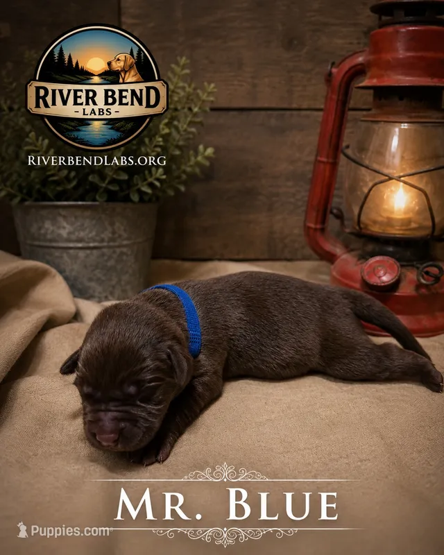 Mr. Blue – Labrador Retriever puppy for sale in Whitney, TX