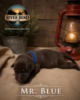 Mr. Blue, a male Labrador Retriever for sale in Whitney, TX – 1 of 1