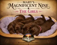 Ms. Brown, a female Labrador Retriever for sale in Whitney, TX – 4 of 10
