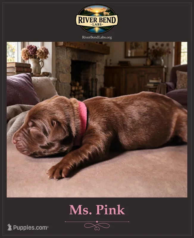 Ms. Pink – Labrador Retriever puppy for sale in Whitney, TX