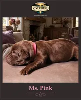 Ms. Pink, a female Labrador Retriever for sale in Whitney, TX – 1 of 2