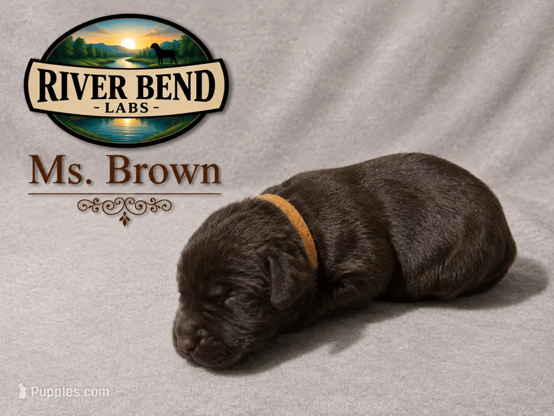 Ms. Brown – Labrador Retriever puppy for sale in Whitney, TX