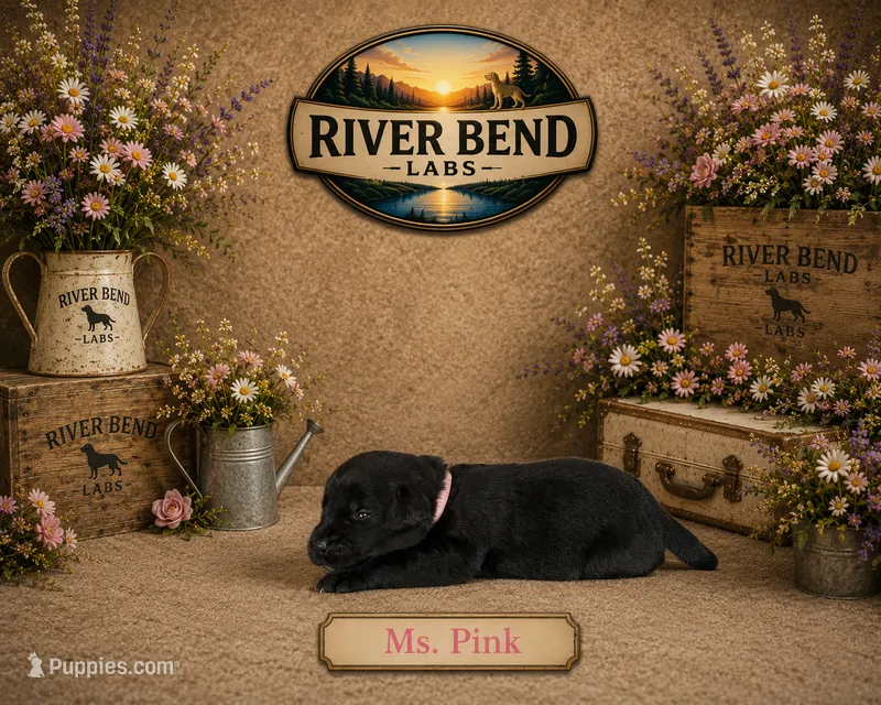 Ms. Pink – Labrador Retriever puppy for sale in Whitney, TX