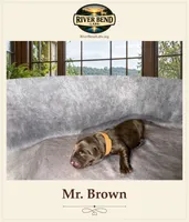 Mr. Brown, a male Labrador Retriever for sale in Whitney, TX – 2 of 2