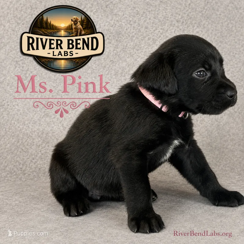 Ms. Pink – Labrador Retriever puppy for sale in Whitney, TX
