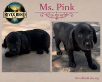 Ms. Pink, a female Labrador Retriever for sale in Whitney, TX – 6 of 9