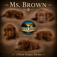 Ms. Brown, a female Labrador Retriever for sale in Whitney, TX – 6 of 10