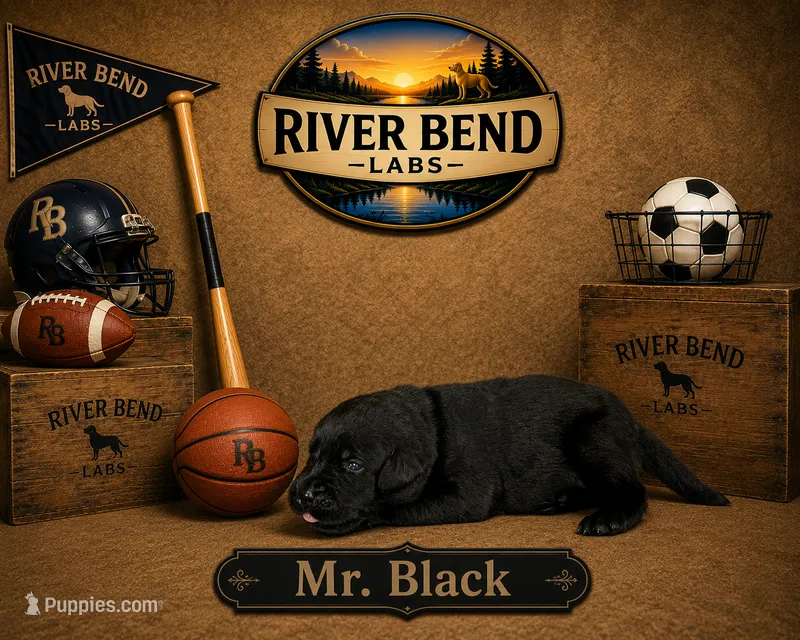 Mr. Black – Labrador Retriever puppy for sale in Whitney, TX