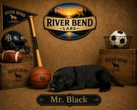 Mr. Black, a male Labrador Retriever for sale in Whitney, TX – 3 of 10